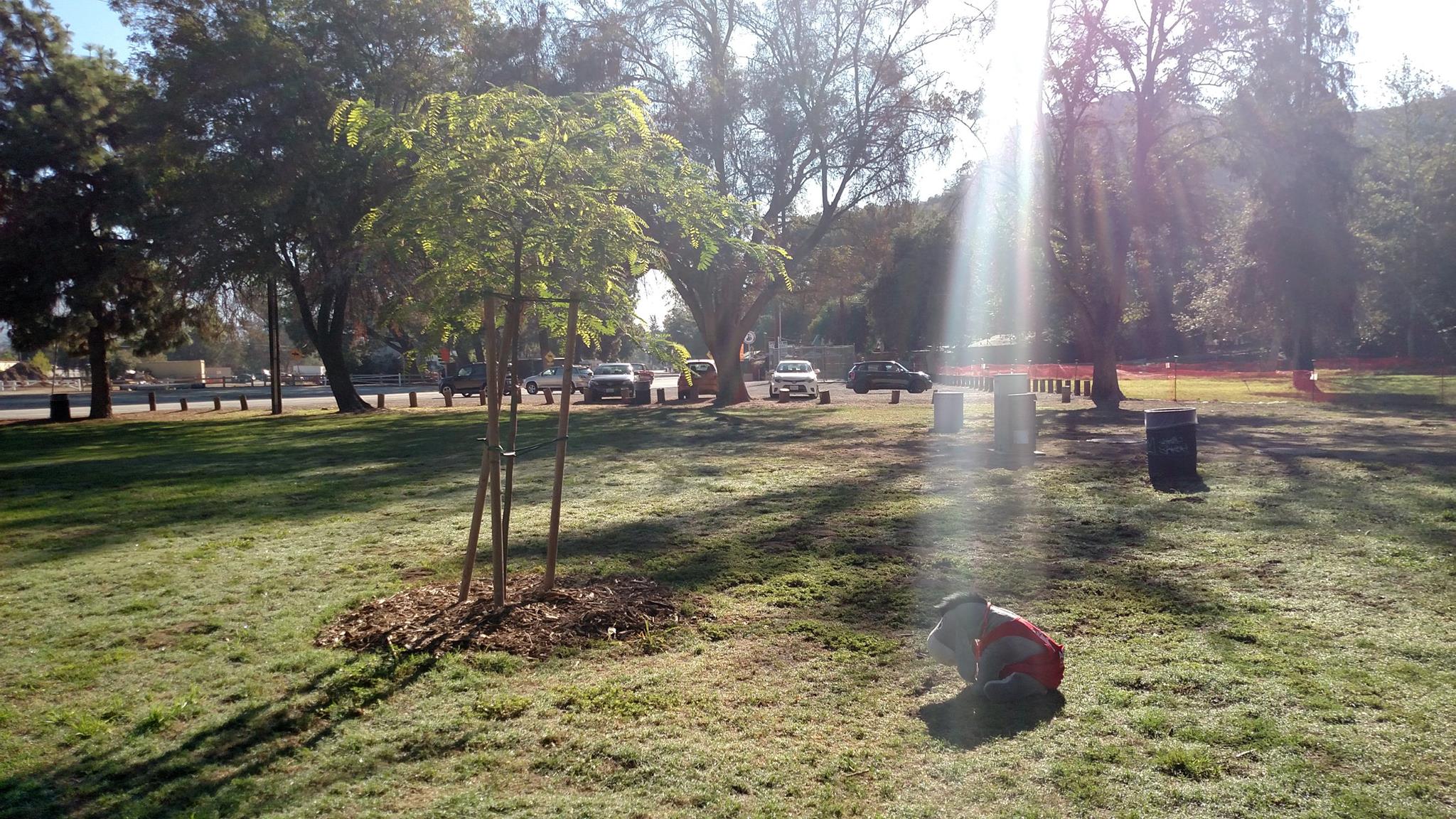 Bubba Eeyore at the Boliver Tree