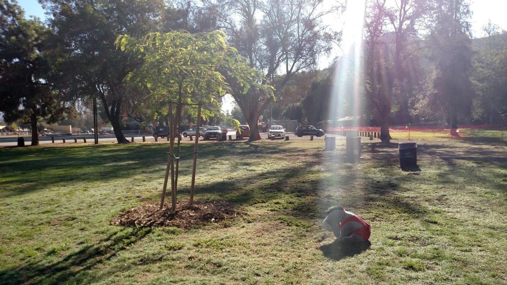 Bubba Eeyore at the Boliver Tree