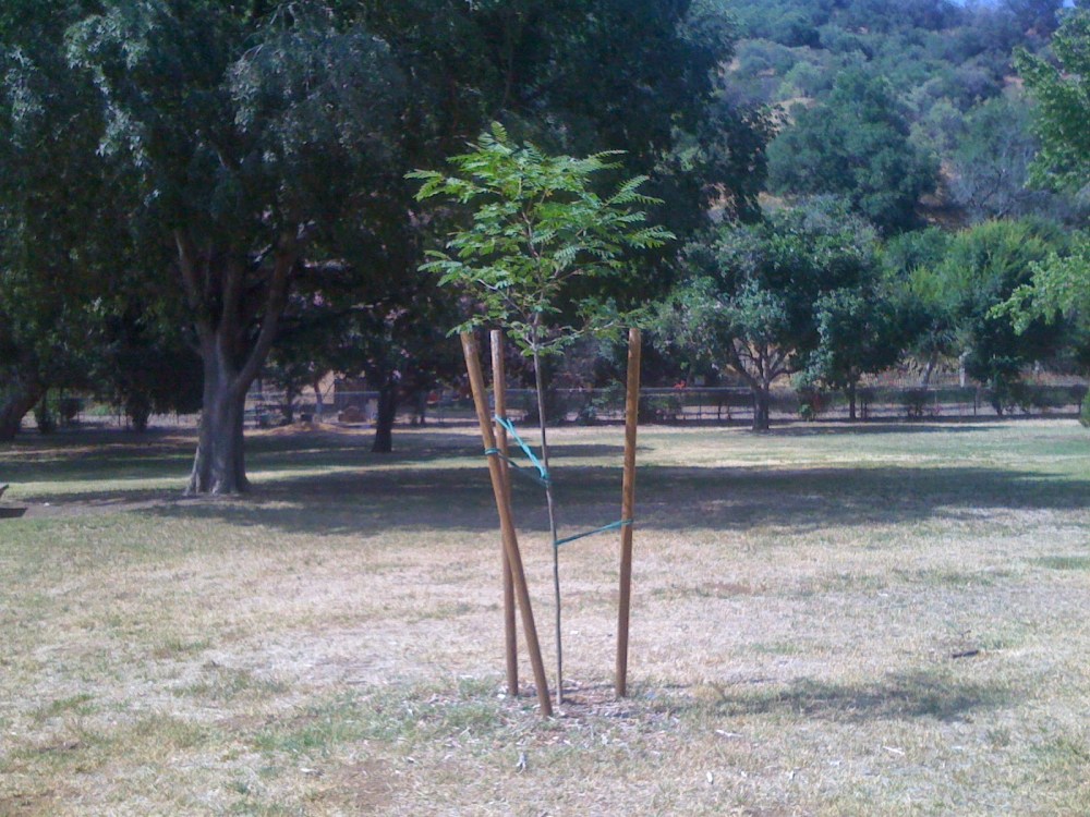 Scott Boliver tree 2014