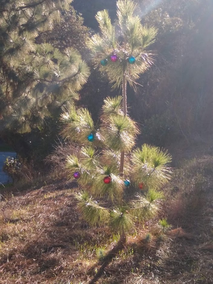 Pablove 2019 Week Eight 8